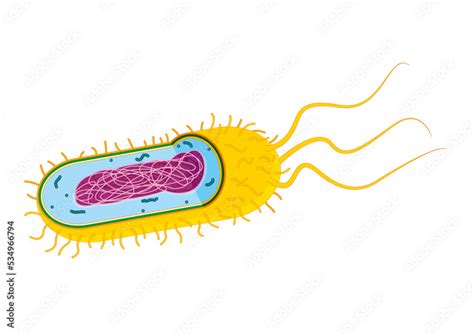 Prokaryotic Cell Bacterial Cell Structure Prokaryotic Cell With