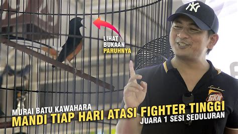 Murai Batu Kawahara Juara Sesi Seduluran Mandi Tiap Hari Atasi