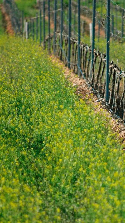 Cubiertas Vegetales Y Rendimiento De Cultivos Agrak