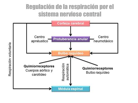 Portafolio Virtual De Fisiología Regulación De La Respiración