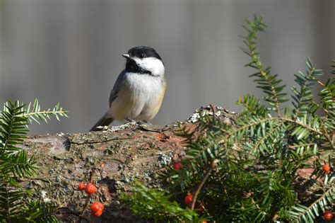 Chickadee Photos, Download The BEST Free Chickadee Stock Photos & HD Images