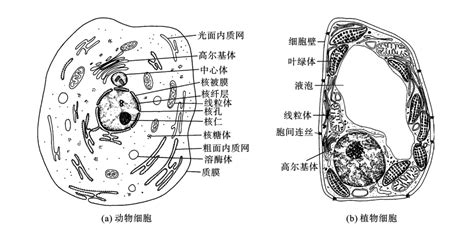 细胞的形态与结构 普通生物学 挂云帆