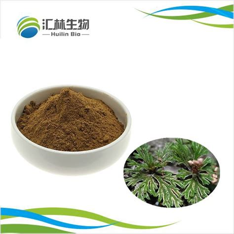 China High Quality Selaginella Tamariscina Extract Powder Manufacturers