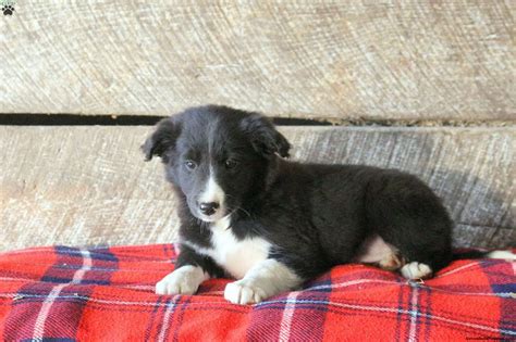 Charm - Border Collie Mix Puppy For Sale in Pennsylvania