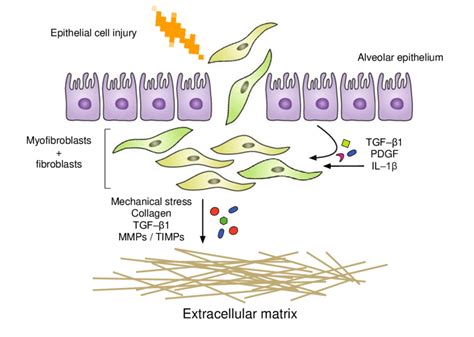 Pulmonary Fibroblasts Interact With The Extracellular Matrix To Enhance