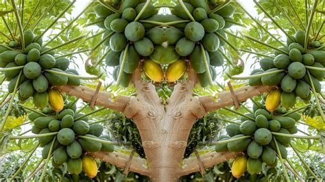 Papaya Tree Image