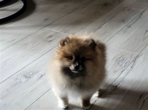 Szpic Miniaturowy Suczka Pomeranian Mini Bardzo Puchaty Wroc Aw Stare