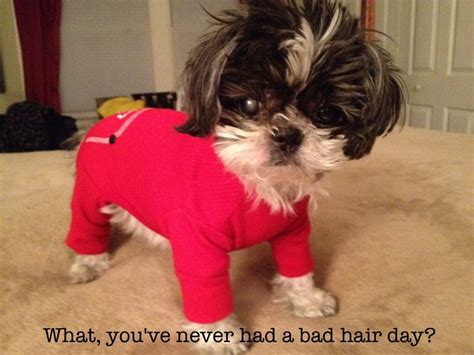 What Youve Never Had A Bad Hair Day Funny Animal Pictures