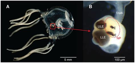 Do Jellyfish Have Eyes? - Jellyfish Vision Explained