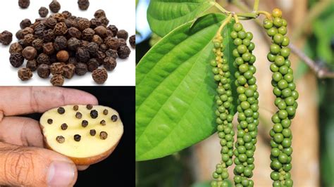 How To Grow Black Pepper Plant At Home How To Grow Black Pepper