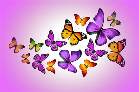 K K Insects Butterflies Hd Wallpaper Rare Gallery