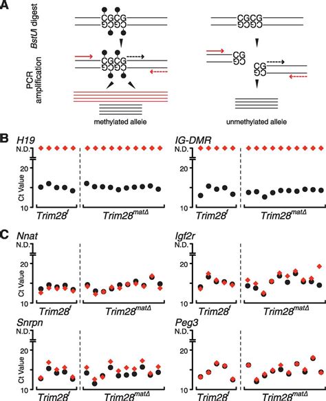 Single Cell DNA Methylation Analysis Reveals Epigenetic Chimerism In