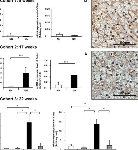 Gene Expression And Immunohistochemistry Of Cidea And Cidec