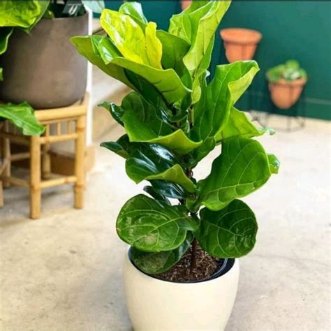 Jual Murah Tanaman Hias Ketapang Biola Cantik Fiddle Leaf Ficus