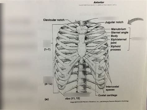 Thoracic Cage Diagram Quizlet