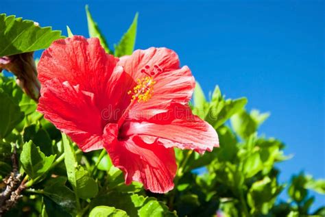 Hermosa Vista De La Flor Roja Del Hibisco Imagen De Archivo Imagen De