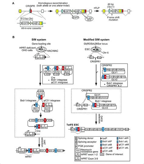 The Simultaneous Or Sequential Integration Of Multiple Genes Sim