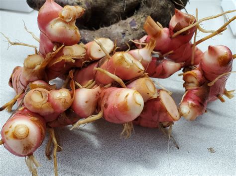 Alpinia Officinarum Lesser Galangal Red Galangal Fresh Pick Etsy