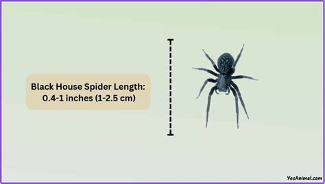 Black House Spider Size Explained: Comparison With Spiders