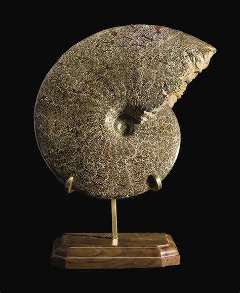 Ammonite Placenticeras Meeki CrÉtacÉ Pierre Shale Sud Dakota Etats