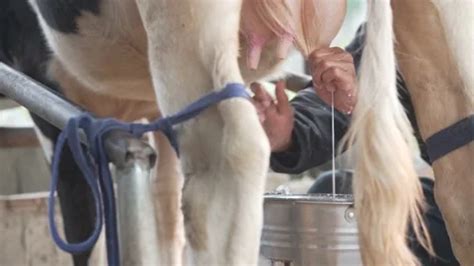 Cow Being Milked Stock Footage Royalty Free Stock Videos Pond