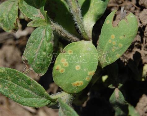 Roya Negra Del Girasol Puccinia Helianthi Herbario Virtual Fitopatología