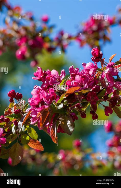 Profuse Flowering Tree Branches Of A Japanese Flowering Crabapple