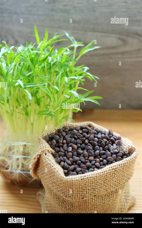 Closeup Of Water Spinach Seeds With Growth Hydroponic Microgreens Ready