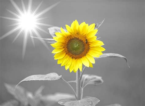 Download Sunflower, Sunshine, Yellow. Royalty-Free Stock Illustration ...