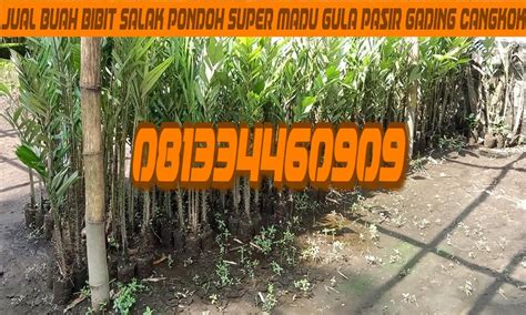 Jual Bibit Salak Pondoh Super Madu Gula Pasir Gading Cangkok Sleman