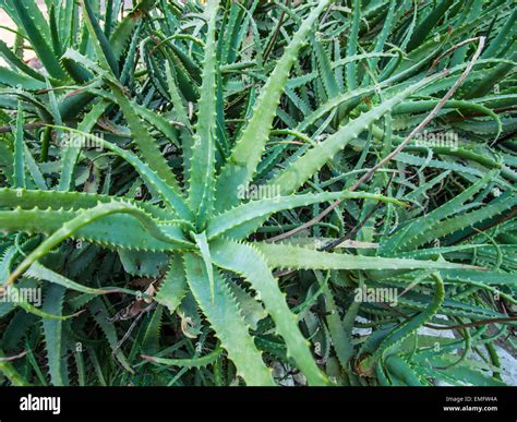 Wild Aloe Vera Plant Nature Background Stock Photo Alamy