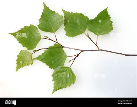 Birkenbaum Birke Betula Ist Ein Heimischer Baum Der Auch Als