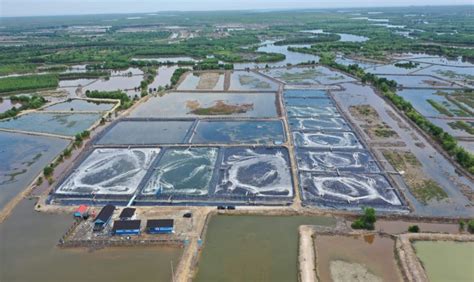 Kkp Klaim Klaster Tambak Udang Binaan Makin Produktif