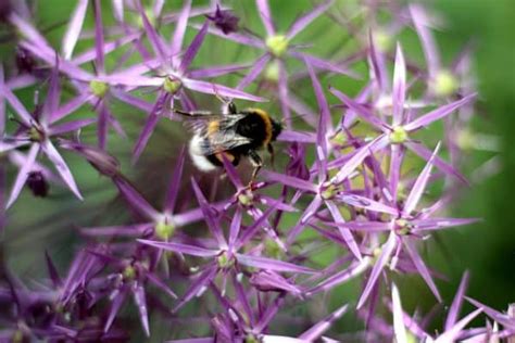 26 Ways To Attract Bumble Bees To Your Garden The Homespun Hydrangea