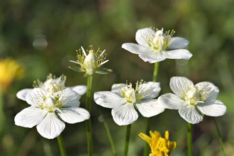 Grass Of Parnassus Images Royalty Free Stock Grass Of Parnassus Photos