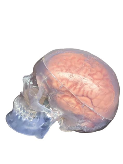 Wellden Medical Anatomical Human Classic Modelo De Calavera