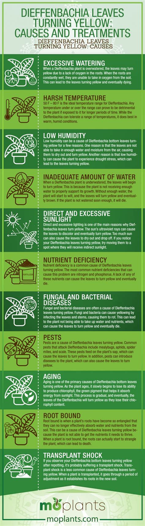 Dieffenbachia Leaves Turning Yellow: Causes and Treatments