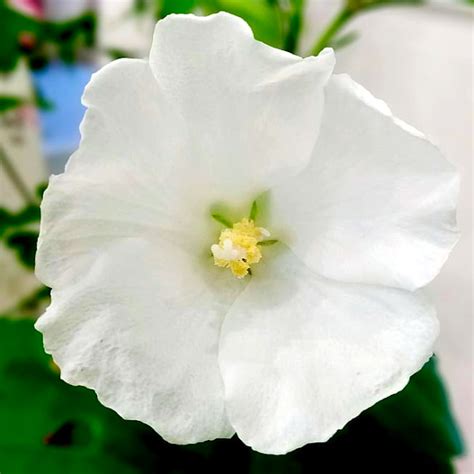 Vrtni hibiskus Eleonore Hibiscus syriacus Rasadnik Milić