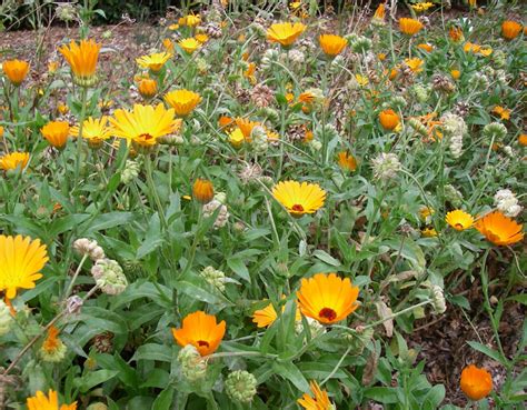 Acker Ringelblume Calendula Arvensis Botanischer Garten