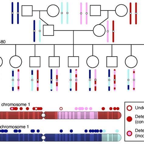 Haplotype-based structural variant validation. (a) The structure and ...