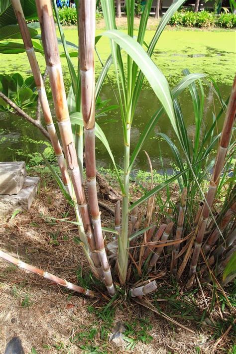 Zuckerrohr Dauergr Nland Der Familie Poaceae In Erster Linie F R