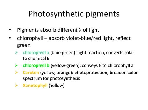 PPT - Investigation #5 Plant Pigments and Photosynthesis PowerPoint Presentation - ID:5598235