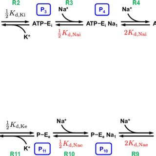 Reaction scheme of the cardiac Na + /K + ATPase model. Numbers for each... | Download Scientific ...