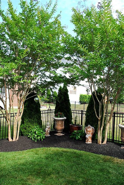 Great Ideas For Backyard Landscaping Fast Growing Planting And