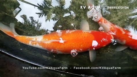 How To Breed Koi Fish At Home Setup Koi Fish Fish Fish Breeding