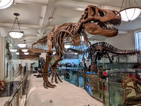 T. rex at the American Museum of Natural History in New York : r/Dinosaurs