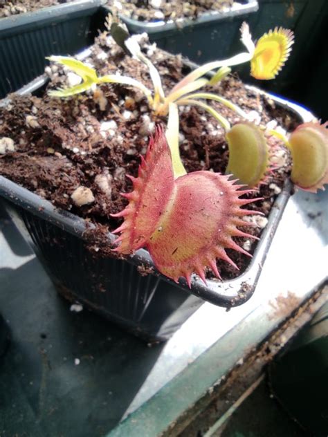 Dionaea Muscipula Boutique De Plantes Carnivores Eden Carnivore