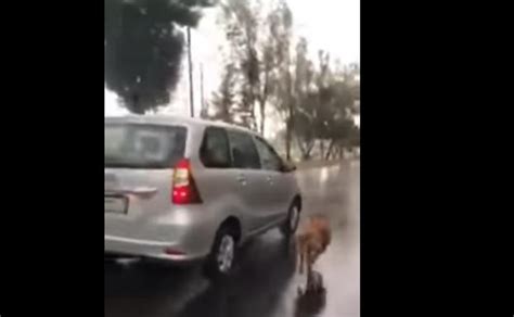 Indignaci N Por El Conductor Que Lleva A Su Perro Atado Al Coche Bajo