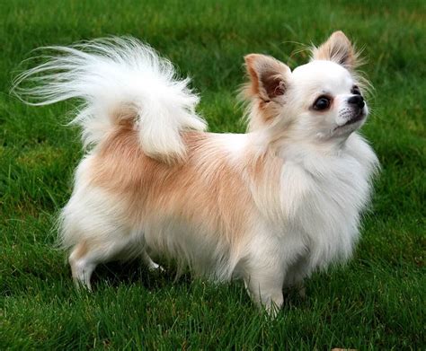 Long Haired Chihuahua Information: A Complete Breed Guide