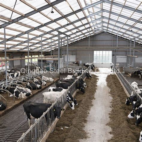 Prefabricated Steel Structure Building For Cow Shed Cow Farm Building